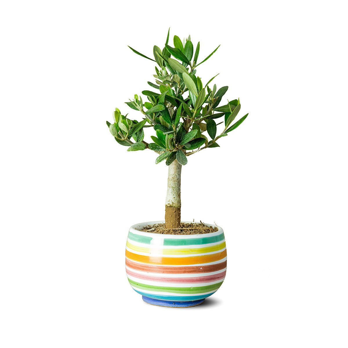 Italienskt olivträd, "Rainbow" i keramikkruka "Muraglia Bonsai"