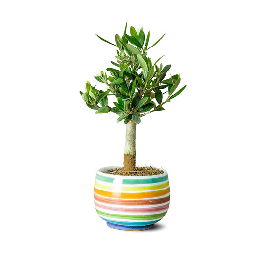 Italienskt olivträd, "Rainbow" i keramikkruka "Muraglia Bonsai"