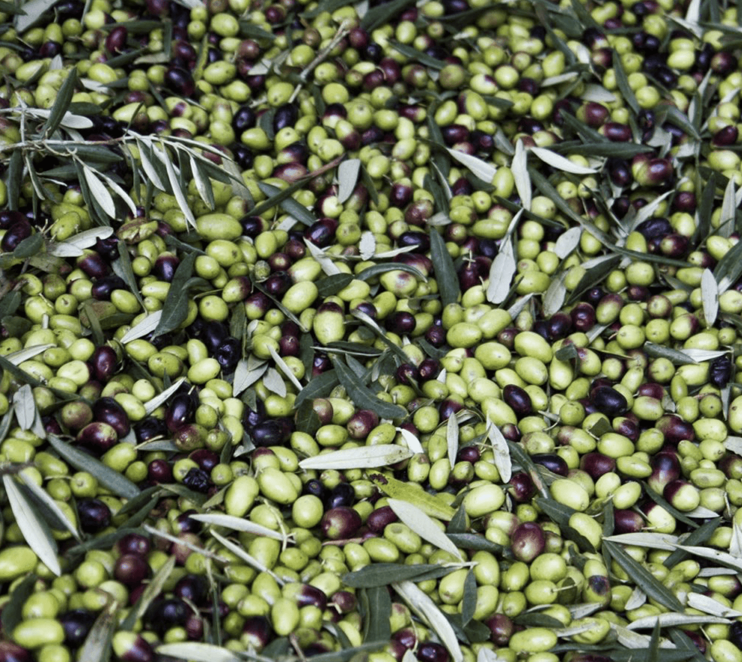 Italiensk extra virgin olivolja i keramisk presentask "Tupp" i flaska "Muraglia INTENSE FRUITY" 500 ml (intensivt fruktig)